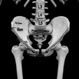 wf6.png Human skeleton set complete separable labelled bone names parts 3D model