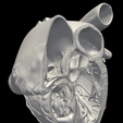 6.png 3D Model of Heart (apical 5 chamber plane)