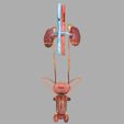 1200a-1.jpg Genito-urinary tract male 3D model 3D model