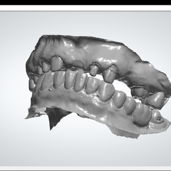 imagen_2022-11-24_003637068.png Free STL file Study models for PPF crowns・3D printable model to download