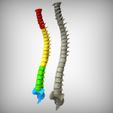 Alternate_View.jpg Archivo STL Columna vertebral・Diseño para descargar y imprimir en 3D
