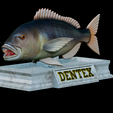 Dentex-mouth-statue-5.png fish Common dentex / dentex dentex open mouth statue detailed texture for 3d printing