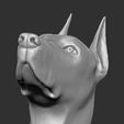 25.jpg Dobermann head for 3D printing