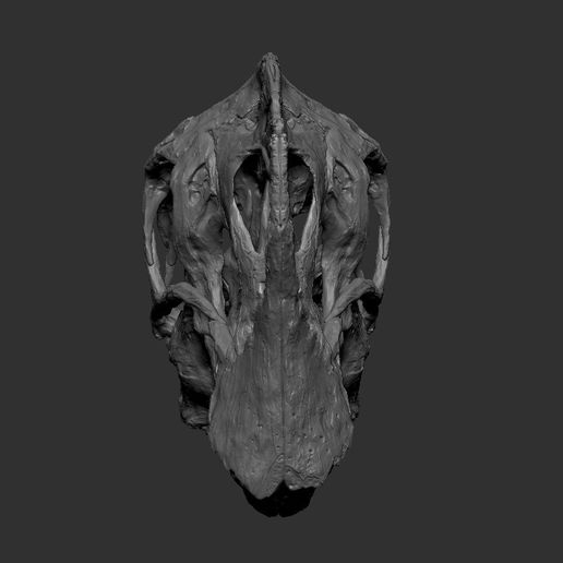 💀 Life size Citipati (Oviraptor) skull and cervical vertebrae