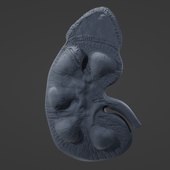 K1.png Archivo STL Anatomía del riñón・Plan de impresora 3D para descargar, littleblueloucreations