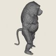 Baboon-Monkey-Standing-07.jpg Baboon Monkey Standing