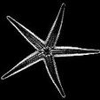 starfish_A_01.jpg StarFish A