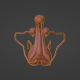12.png 3D Model of Male Reproductive System