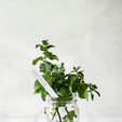 SITUATION-PIC-A-MENTHE-2.png Mint" plant marker - 3D STL file for printing | Aromatic picks | Indoor garden & kitchen garden