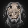 transparetn_LR-2.jpg Weimaraner Dog Anatomy