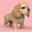 AC02.png Cute Puppy American Cocker Spaniel STL and VRML