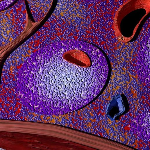 ⚕️ Modèle 3D de microscopie de l'anatomie de la rate étiquetée・Fichier ...