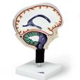 3b-scientific-cerebrospinal-fluid-brain-model__98349.jpg 3D Model of Cerebrospinal Fluid Brain