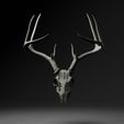 front.jpg Entire Deer Skull 10 point Buck Antlers Model 2