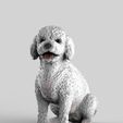 poodles-1.jpg Toy Poodle / Poodle