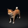 Shiba-Inu_02.jpg Shiba Inu - 柴犬 - Dog Breed - 3d print model