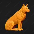 480-Australian_Cattle_Dog_Pose_06.jpg Australian Cattle Dog 3D Print Model Pose 06