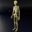 human-skeleton-set-complete-separable-labelled-bone-names-parts-3d-model-blend-42.jpg Human skeleton set complete separable labelled bone names parts 3D model