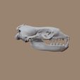 Leopard_skull-(5).jpg Leopard Seal Skull based on CT Scan data by Marco Valenzuela