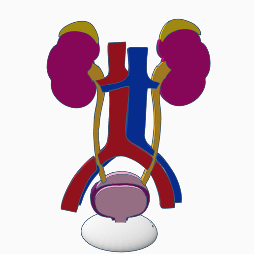 urinary-system0.png Urinary System
