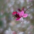 swirly_flower1.jpg HELIOS 44 - Petzval mod washer