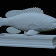 White-grouper-statue-35.png fish white grouper / Epinephelus aeneus statue detailed texture for 3d printing