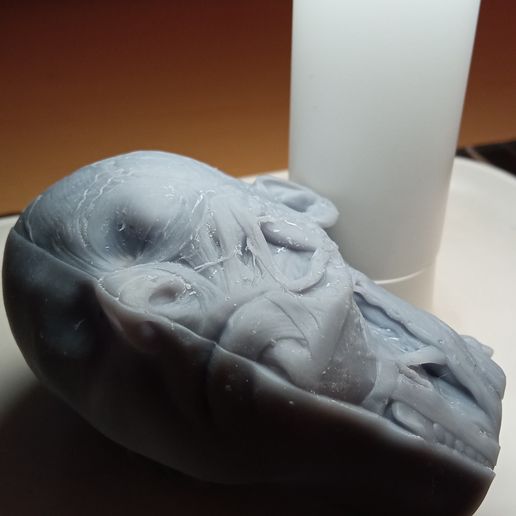 IMG_20240611_204133.jpg Ecorche head