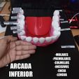 SDAASA.jpg HUMAN ARCADE TEETH