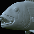 Dentex-mouth-statue-71.png fish Common dentex / dentex dentex open mouth statue detailed texture for 3d printing