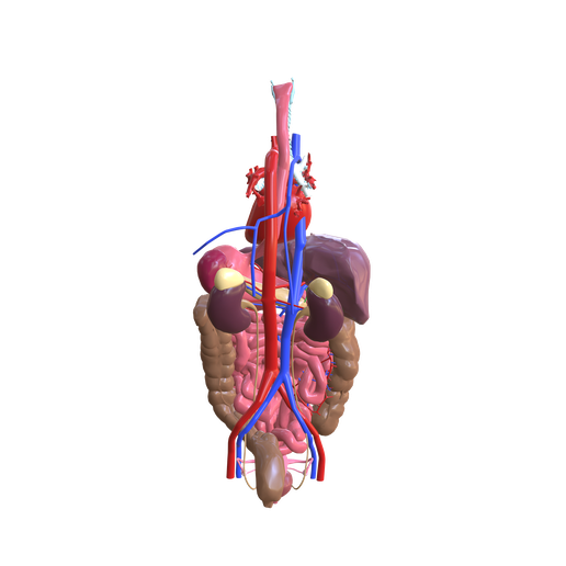 0.png INTESTINAL ANATOMY STOMACH ESOPHAGUS INTESTINE SMALL LIVER LUNG LARGE HEART THROAT PANCREAS BLOOD VESSEL