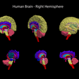 0.png.09105de8ad406cf0d45246a48634c6bf.png 3D Model of Human Brain - Right Hemisphere