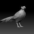 769.jpg pheasant