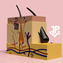 CULTS_01D-1.png STL file 3D SKIN SKIN_ 3D SKIN MODEL_ SKIN MODEL_ SKIN MODEL_ SKIN MOCKUP・3D printable model to download