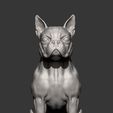 boston-terrier10.jpg boston terrier 3D print model