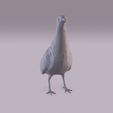 Partridge_0010.jpg Perdiz