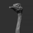 9.jpg Ostrich head