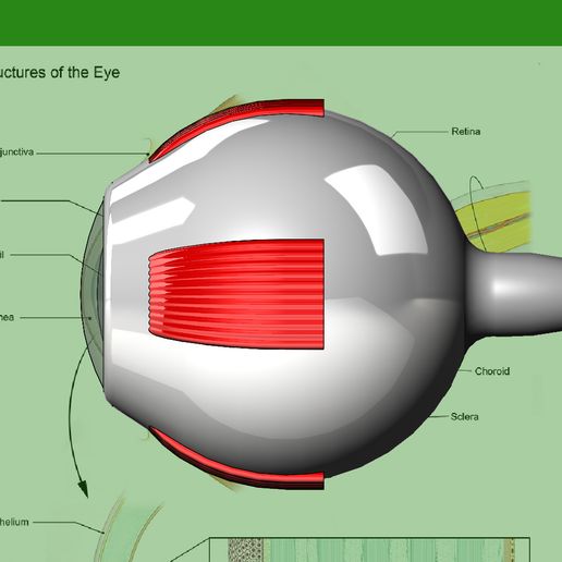 Part1-9.JPG Télécharger le fichier STL Modèle 3D de l'anatomie d'un œil humain • Objet imprimable en 3D, RachidSW