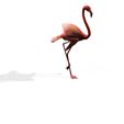 A17.jpg DOWNLOAD Flamingo 3D MODEL ANIMATED - BLENDER - 3DS MAX - CINEMA 4D - FBX - MAYA - UNITY - UNREAL - OBJ -  Flamingo DINOSAUR DINOSAUR Flamingo DINOSAUR BIRD