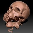 skull-3d-model-obj-stl-ztl.jpg Skull 3D print model