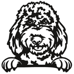 Screen-Shot-2023-01-17-at-2.49.09-AM.png Archivo STL Perro Goldendoodle Raza caniche dorado・Objeto imprimible en 3D para descargar