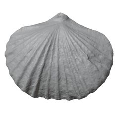 G190a.jpg Free STL file Ordovician brachiopod 33・Model to download and 3D print