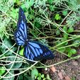 1_2.jpg Monarch Butterfly