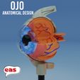 a Ve SST Pe a 3d model eye : anatomical eye + PEDESTAL