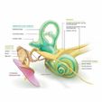 dcd481b499ad19d13d82cfd3c4c9c949.jpg Anatomy of the Inner Ear / Anatomy of the Inner Ear
