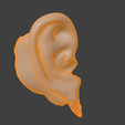 14.png 3D Model Ear Cross Section
