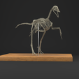 untitled.png Archaeopteryx life size skeleton