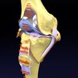 file-19.jpg Knee joint cut open detail labelled 3D model