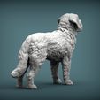 Saint-bernard6.jpg Saint-bernard 3D print model