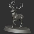 1.jpg Reindeer