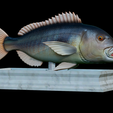 Dentex-mouth-statue-14.png fish Common dentex / dentex dentex open mouth statue detailed texture for 3d printing